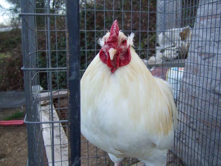 Awesome Araucana - Sundial Design