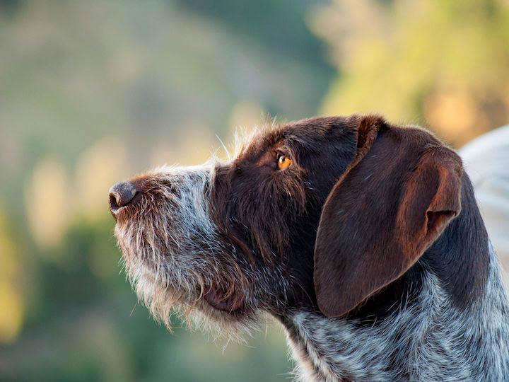 Jackson Ranch for Dogs