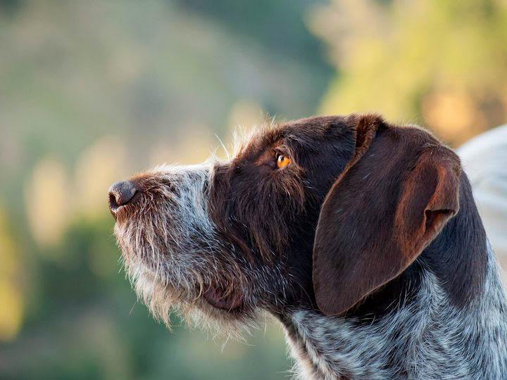 Jackson Ranch for Dogs - Sundial Design